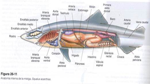 tiburón 2